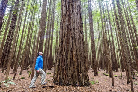 A person looking up at a large tree in a forest